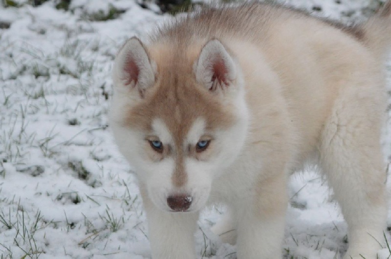 Etoiles des neiges - Chiots disponibles - Siberian Husky